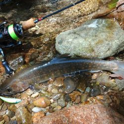 荒れ放題の川でイワナ釣り